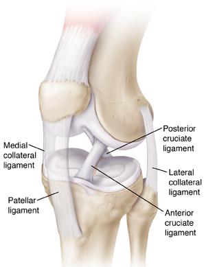 Three-quarter view of knee showing bones, ligaments, and tendons.