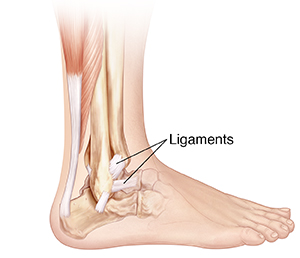 Side view of bones of lower leg and foot showing ligaments.