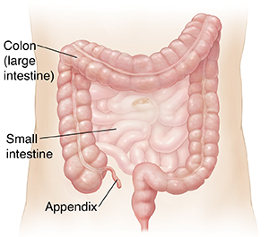 Outline of abdomen showing small intestine and colon.