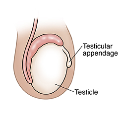 Side view of testicle showing testicular appendage.