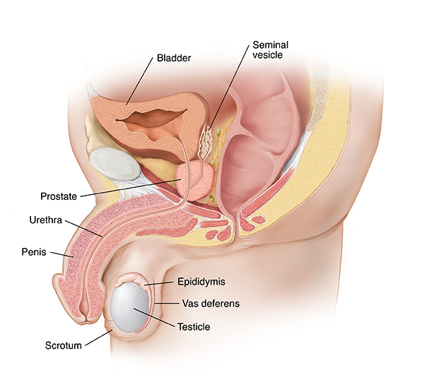 Cross section side view of male reproductive anatomy.