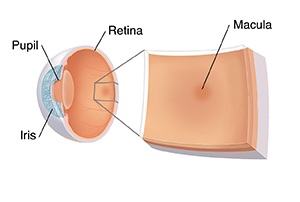 Three quarter view of cross-sectioned eye with callout showing closeup of macula.