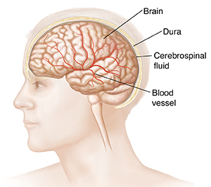 Side view of head and brain.