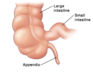 Front view of a normal appendix.