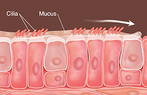 Cells with cilia and mucus on top. Arrow shows mucus being swept along.